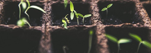 Seedlings growing in recyclable containers